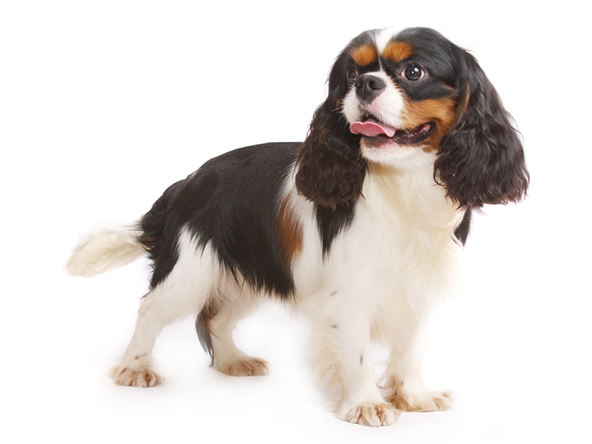 CAVALIER KING CHARLES